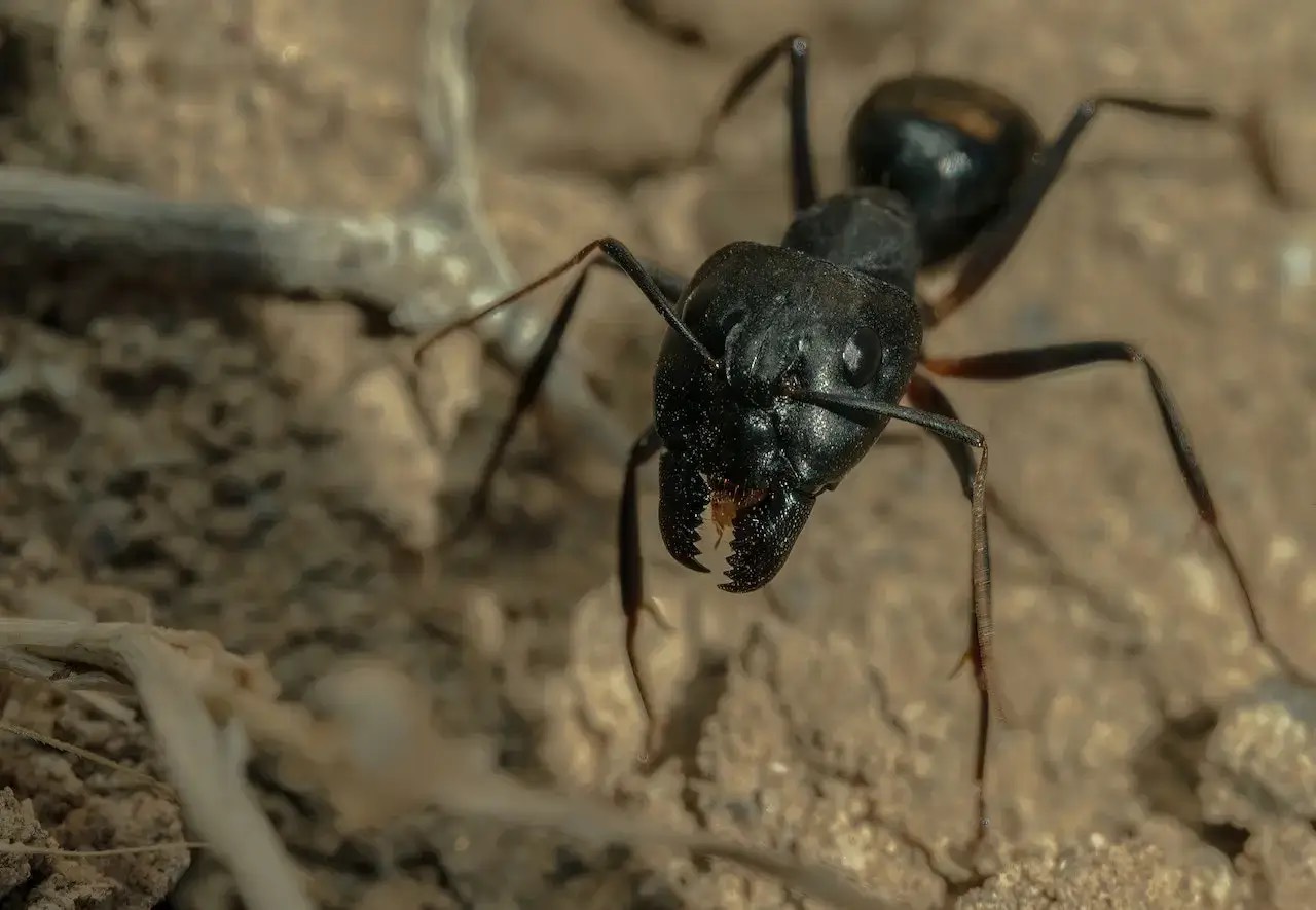 Top Quality Carpenter Ant Treatment Performed in Jamestown, NC – Trusted Local Pest Control